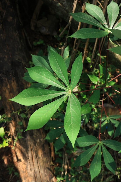 La hoja de mandioca verde se puede utilizar para vegetales