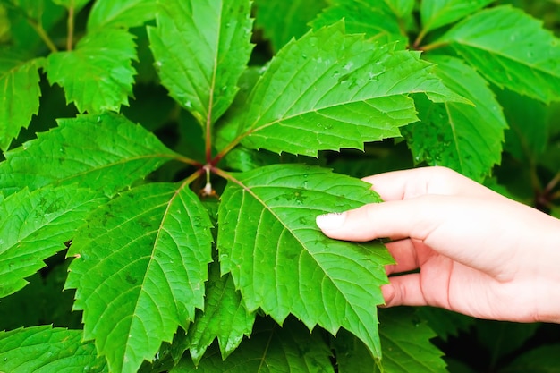 Hoja en una mano