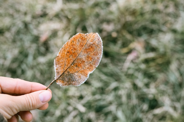 Hoja de manzana naranja roja caída única con cristales de escarcha fría blanca en la mano de una mujer contra el fondo de hierba verde borrosa en el jardín en una fría mañana de otoño temprano