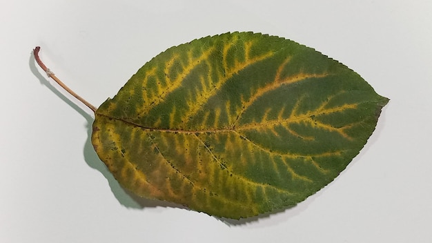 Una hoja de manzano que cae aislada sobre un fondo blanco Hoja de manzana aislada