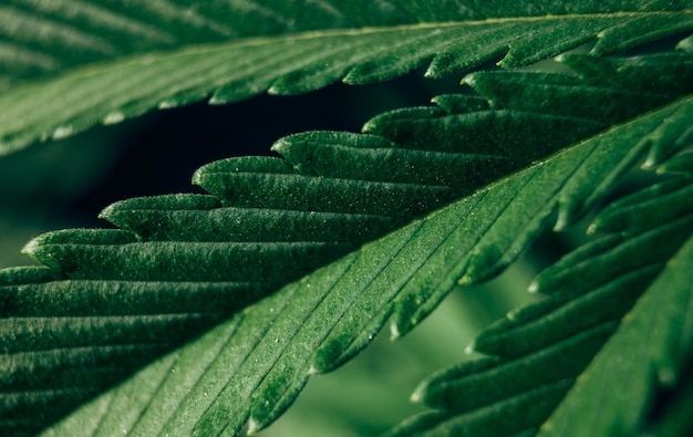 Hoja de marihuana de cannabis de fondo