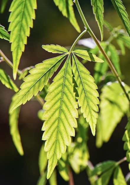 Hoja de marihuana cannabis