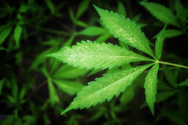 Hoja de marihuana Fondo de plantas de cannabis