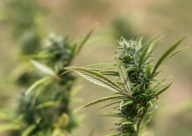 Hoja de marihuana sobre fondo bokeh marihuna con fines medicinales Planta de cáñamo CBD
