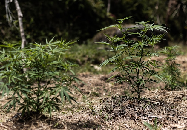 Foto hoja de marihuana sobre fondo bokeh marihuna con fines medicinales planta de cáñamo cbd