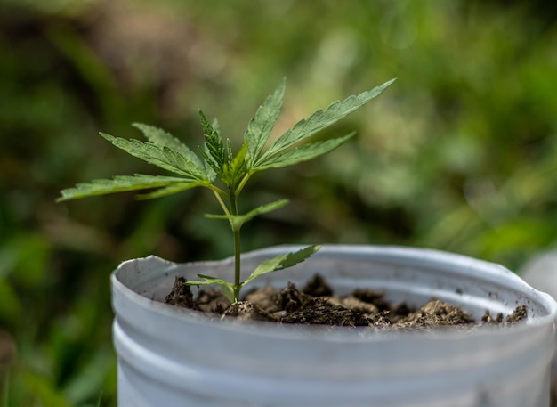 Foto hoja de marihuana sobre fondo bokeh marihuna con fines medicinales planta de cáñamo cbd