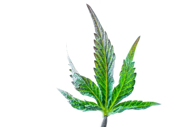 Hoja de marihuana