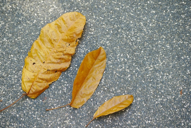 Hoja marrón seca sobre fondo de madera