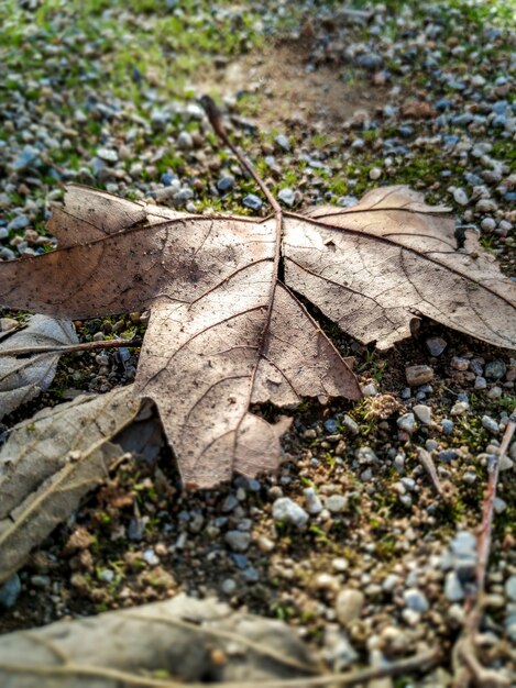 Hoja marrón seca en el suelo. Concepto de otoño