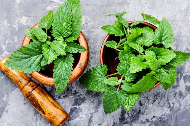 Hoja de melisa o bálsamo de limón