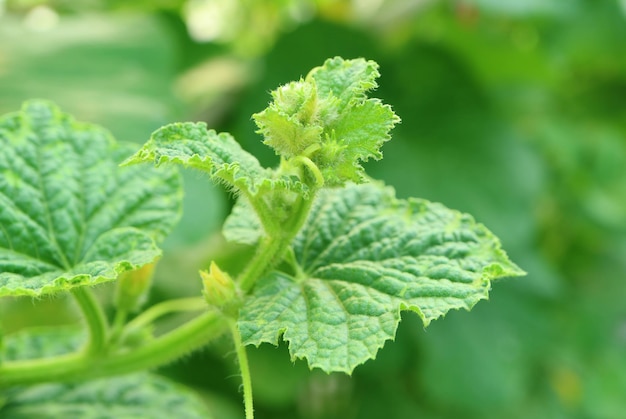 Hoja de melón con su capullo borroso en primer plano