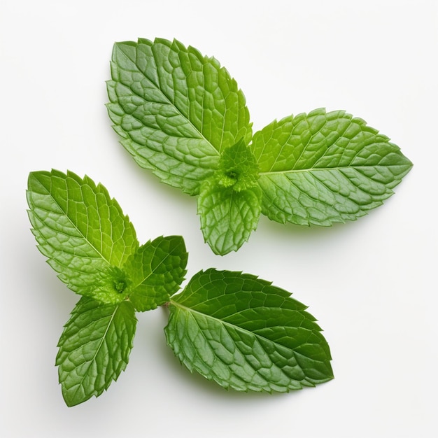 Foto hoja de menta de cerca sobre un fondo blanco