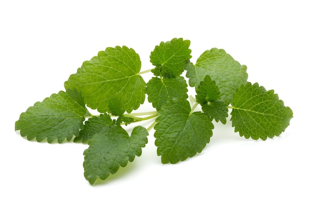 Hoja de menta de cerca sobre un fondo blanco.