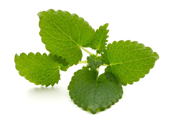 Hoja de menta de cerca sobre una superficie blanca.