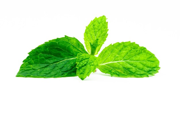 Foto hoja de menta de cocina aislada sobre fondo blanco menta verde fuente natural de aceite de mentol hierba tailandesa para adornar alimentos hierba para antiflatulencia y hacer el aliento fresco confiado