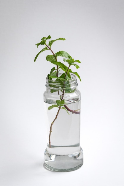 Hoja de menta en contenedor de agua Proceso de propagación