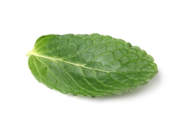 Hoja de menta fresca aislada en blanco
