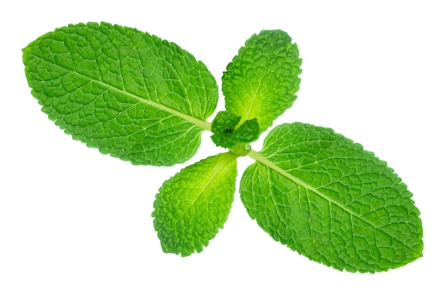 Hoja de menta fresca aislada en blanco