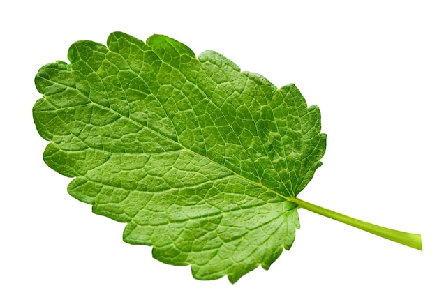 Hoja de menta fresca aislada sobre fondo blanco. Fotografía de concepto de comida