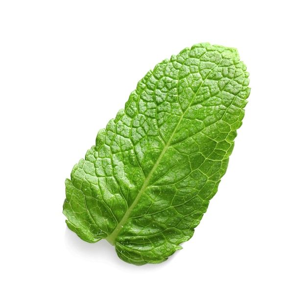 Hoja de menta fresca sobre fondo blanco.