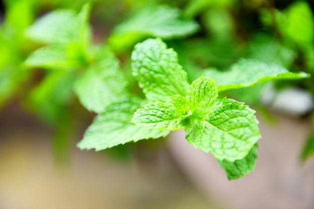 Hoja de menta en el jardín