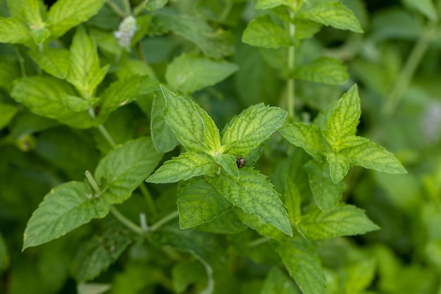 La hoja de menta o la planta de menta crecen en el huerto