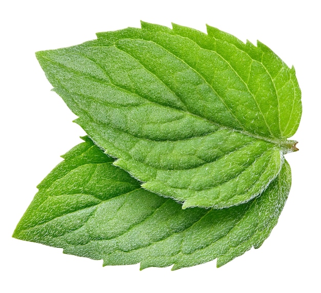 Hoja de menta verde aislada sobre fondo blanco Trazado de recorte de menta