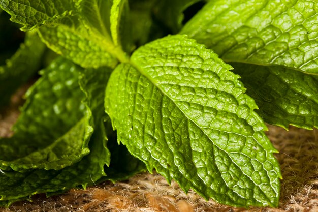 Hoja de menta verde orgánica en un cuenco