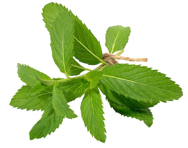 Hoja de menta verde sobre fondo blanco aislado de cerca