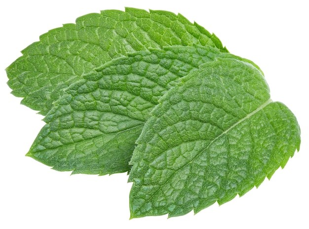 Hoja de menta verde sobre fondo blanco.