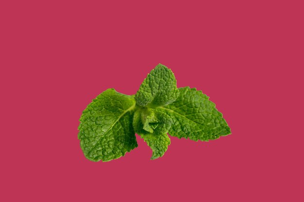 Una hoja de menta verde sobre el fondo del color de 2023 viva magenta plana