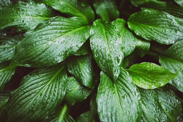 Hoja mojada después de la lluvia