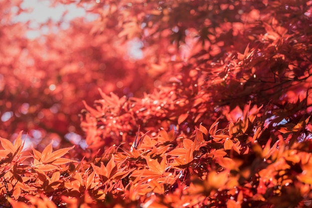 Hoja de momiji de arce otoñal