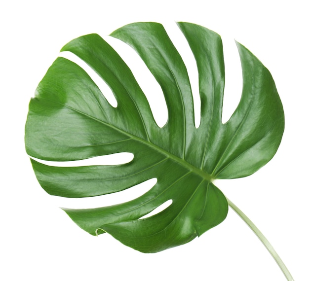 Hoja de Monstera aislada en blanco