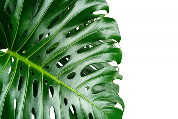 Hoja de monstera brillante de cerca aislado