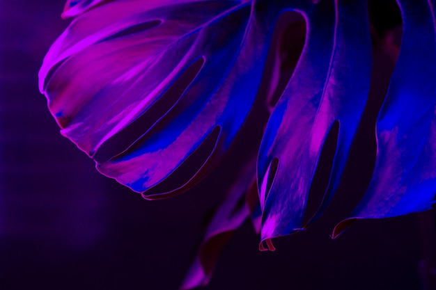 Hoja de Monstera en cierre azul de la luz de neón para arriba. Foto creativa