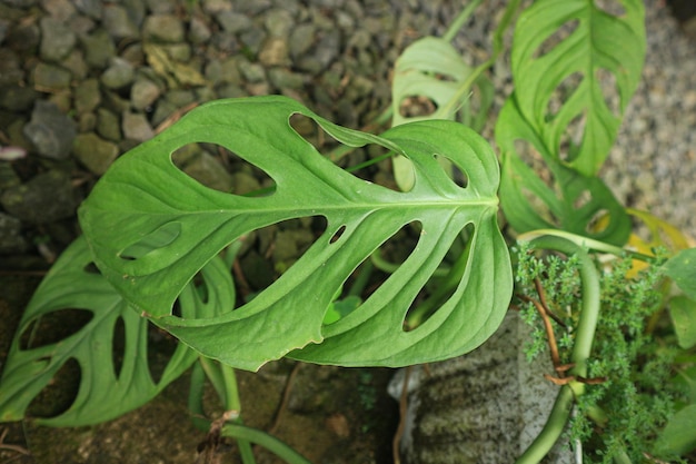 Foto una hoja de monstera decoraciones interiores plantación tropical en casa, monstera deliciosa nueva hoja ris