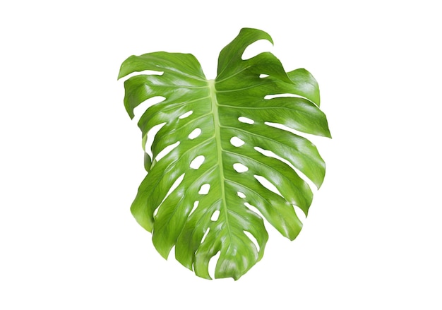 Hoja de monstera con fondo aislado blanco