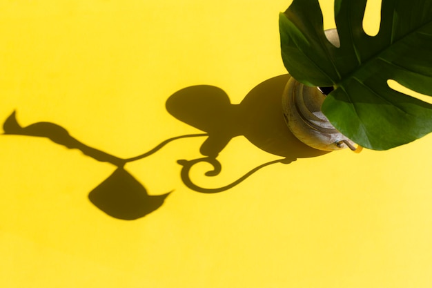 Hoja de Monstera en jarra de bronce con luz solar y sombra áspera en fondo de papel amarillo Concepto de verano con hoja de palmera Espacio de copia