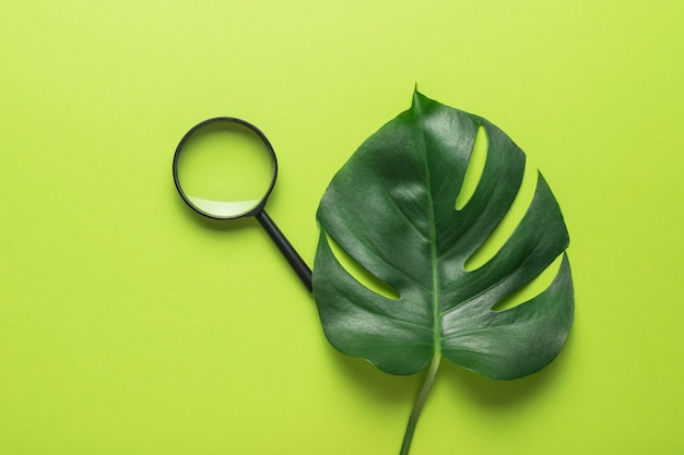 Una hoja de monstera y una lupa sobre un fondo verde. Endecha plana.