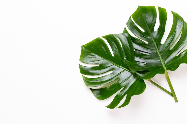 Hoja de Monstera en mesa de madera blanca