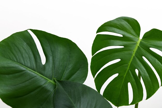 hoja de monstera con página en blanco contra la pared decoración de plantas de flores caserascopiar pegar plantilla de maqueta