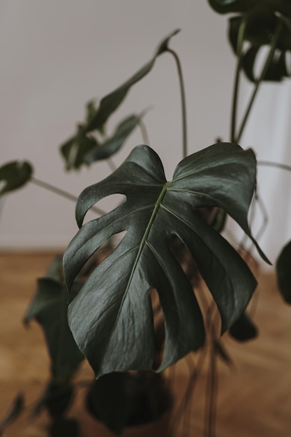 Hoja de monstera de planta tropical de primer plano