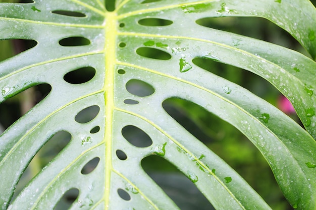 Hoja de monstera Primer plano de hoja tropical con gotas de rocío Fondo verde fresco