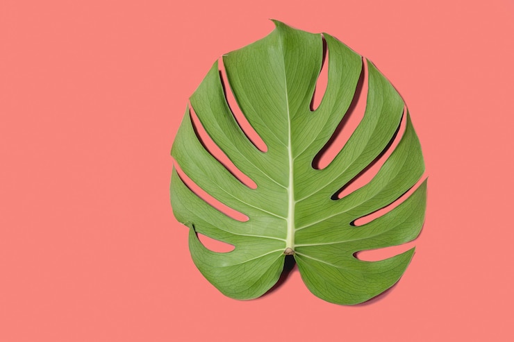 Foto hoja de monstera selva tropical