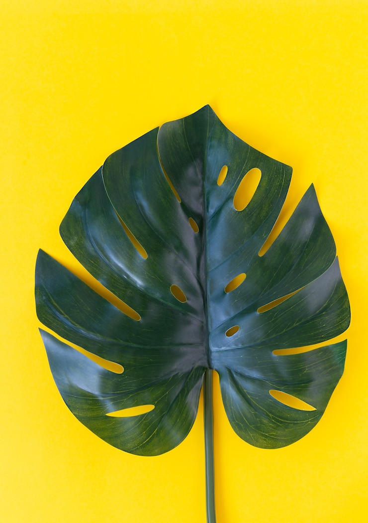 Foto hoja de monstera sobre un fondo amarillo