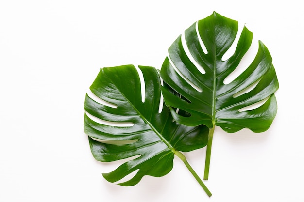 Hoja de Monstera sobre fondo blanco de madera