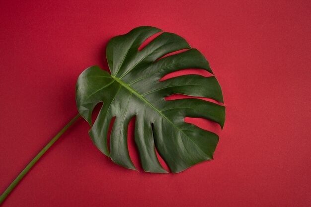 Foto hoja de monstera sobre fondo rojo.