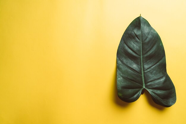 Hoja de Monstera en superficie amarilla