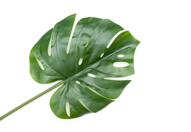 Hoja de monstera verde aislada, hoja de plástico como decoración